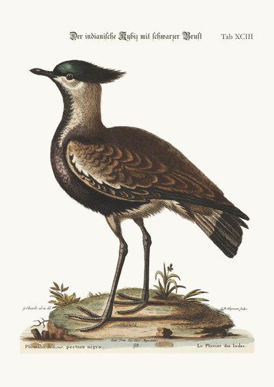 The Black-Breasted Indian Plover by George Edwards